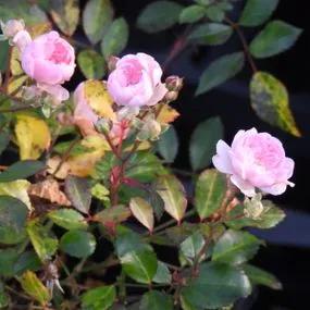The Fairy Shrub Rose (Rosa The Fairy) 4